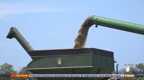 Acovipa confirma desabastecimiento de arroz de primera en Panamá