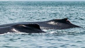 Avistamiento de ballenas Avistamiento de ballenas