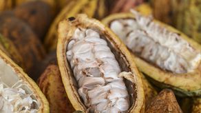 Explica que el ente rector será el Ministerio de Desarrollo Agropecuario (Mida), a través de la Unidad Técnica de Cadenas Agroalimentarias.