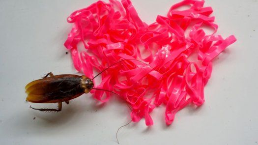 En San Valentín, una cucaracha ayuda a cerrar el ciclo de una relación