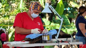 Spay Panamá esteriliza 400 perros y gatos&nbsp;