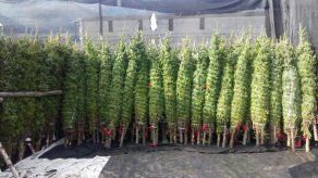 MIDA inicia operativo de verificación de arbolitos de navidad MIDA inicia operativo de verificación de arbolitos de navidad