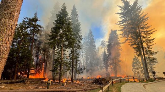 Los bomberos combaten las llamas en tierra y desde el aire.