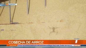 Productores de Chiriquí esperan cosechar unas 90 mil hectáreas de arroz