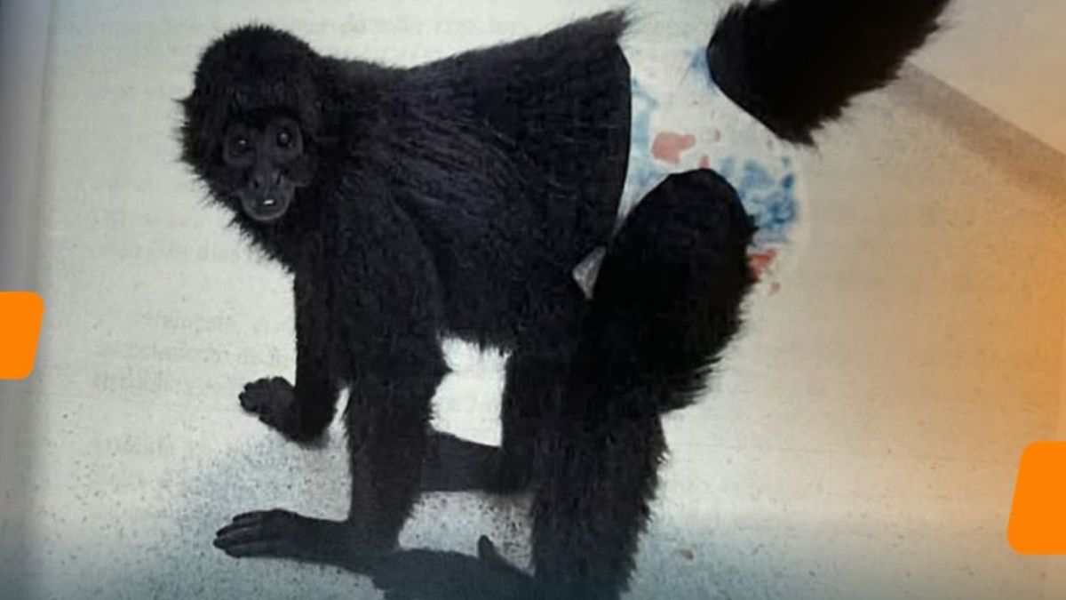 Investigan muerte de mono araña contagiado con tuberculosis.