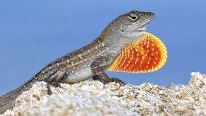 Panamá registró un total de 509 participantes, de los cuales el 48% fueron mujeres.