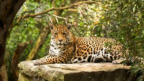 Panamá se convierte en el segundo país de la región con un censo nacional de jaguares