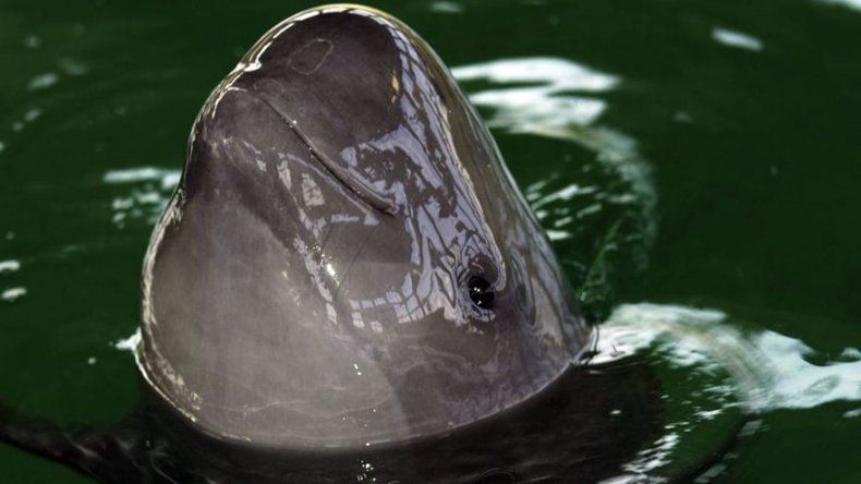 Salven a la vaquita, el clamor mundial en la conferencia ballenera