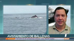 MiAmbiente explica forma segura de realizar un avistamiento de ballenas