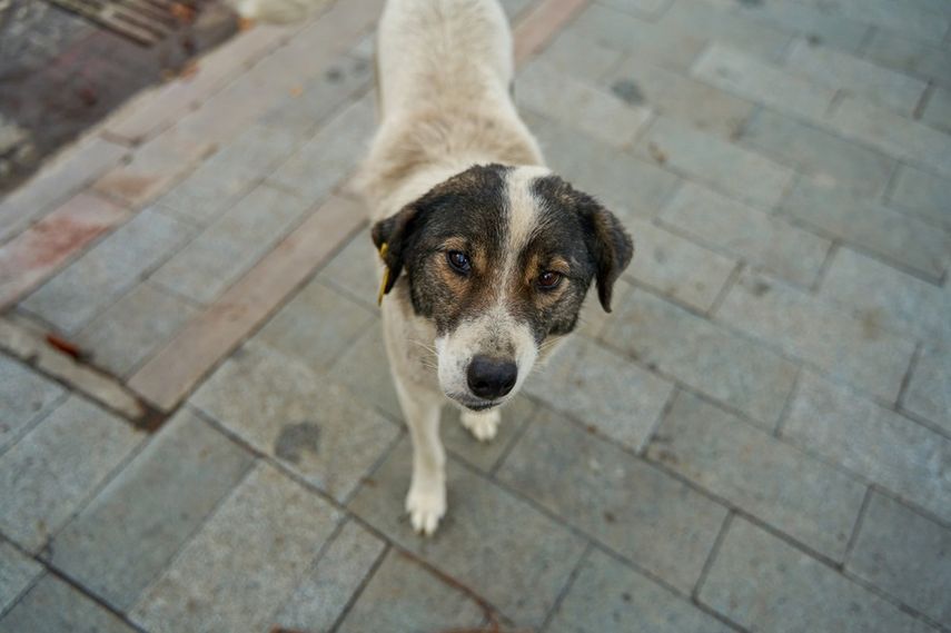 En Panamá miles de perros y gatos son abandonados cada año