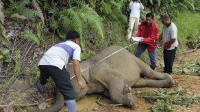 Seis elefantes pigmeos aparecen muertos en Borneo