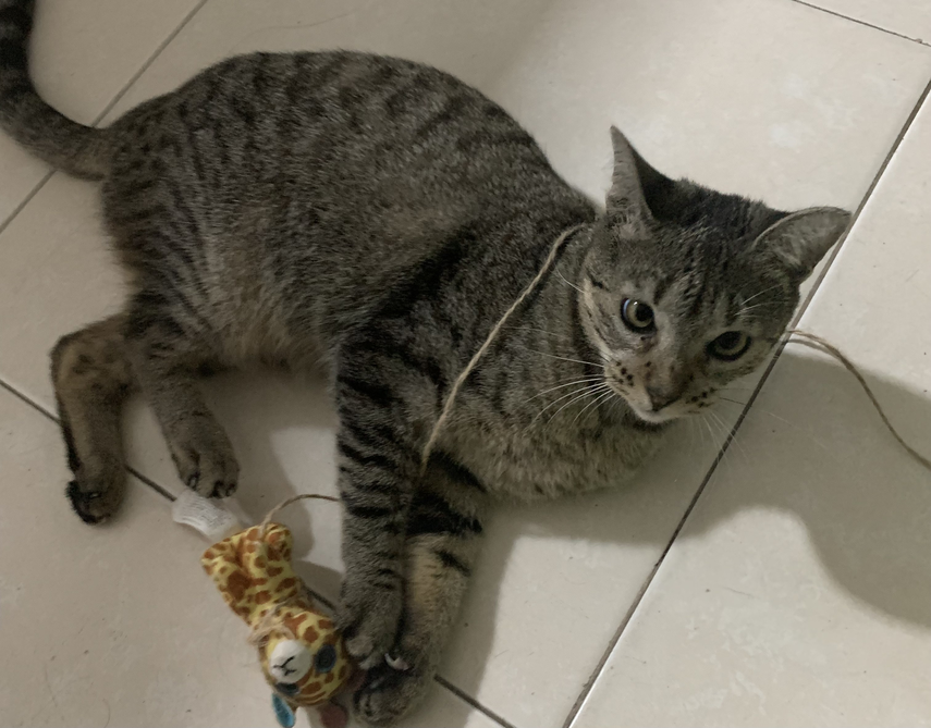 Con ustedes, la tierna 'Michín'. Con ustedes, la tierna 'Michín'.
