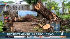 Residentes de Veracruz temen colapso de árboles viejos