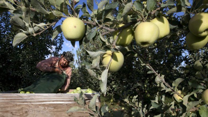 Robots reemplazaría a inmigrantes en cultivo de frutales
