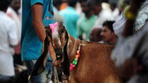 Caza de brujas en India por bestialismo con una cabra