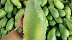 La empresa Panamá Squash, que se convertiría en la segunda exportadora panameña de papayas.