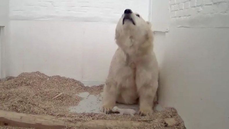 Berlín llora la muerte súbita de osezno polar de menos de un mes