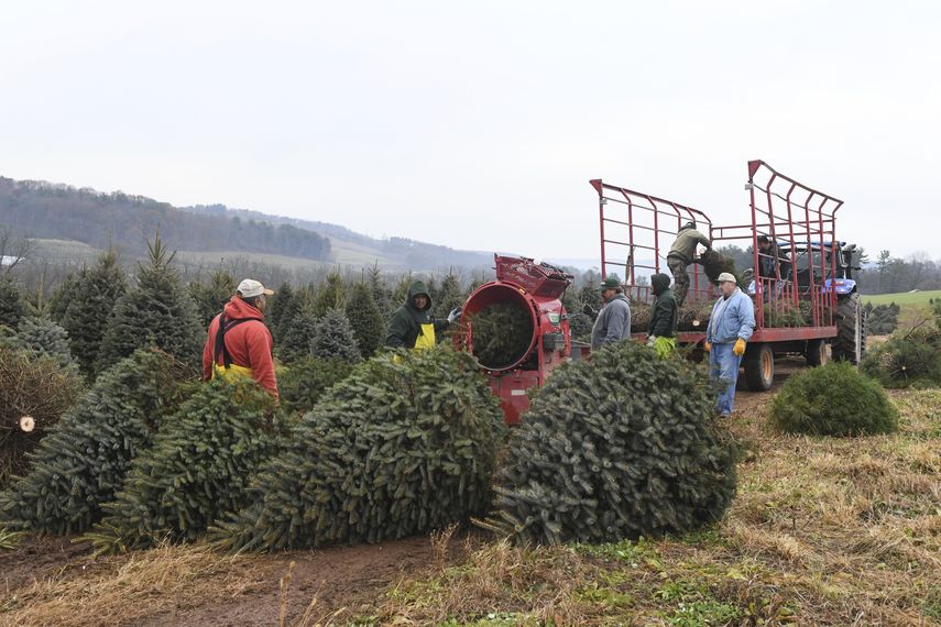 Las temperaturas altas golpearon las plantaciones de árboles navideños.