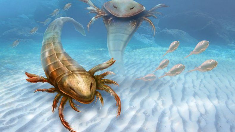 Enorme escorpión marino dominaba los mares en la prehistoria