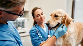 Presidente Mulino confirma la construcción del hospital para mascotas y apoyará la modificación de la ley de protección animal