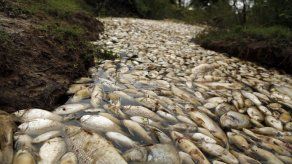 Investigan muerte de cientos de peces en río de Paraguay