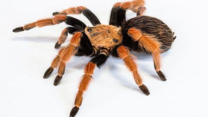 Tarántula impide despegue de avión en Maryland