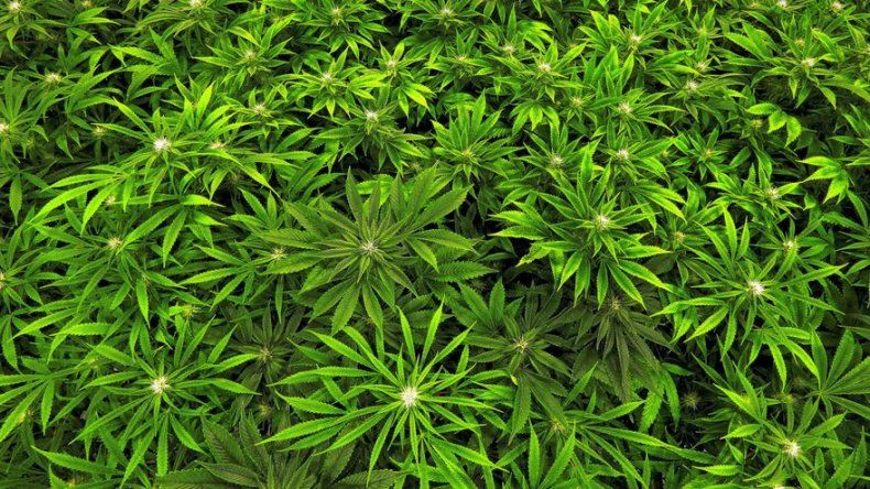 La marihuana ayuda con algunas dolencias pero empeora otras