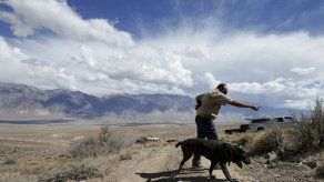 Perros que detectan cadáveres ganan aceptación