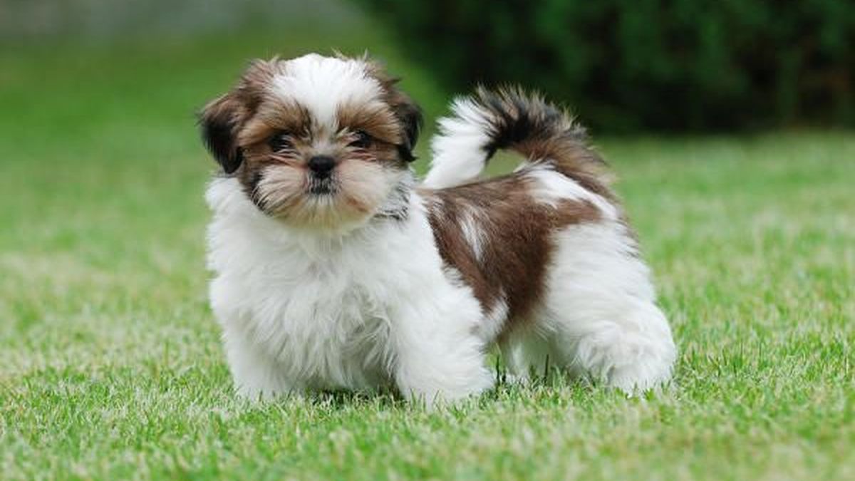 cuanto cuesta adoptar un shih tzu