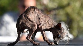 El perro más feo del mundo