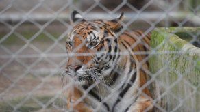Carrera contrarreloj para salvar unos sesenta tigres confiscados a un templo