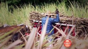 Del puente pa allá: la zafra de caña