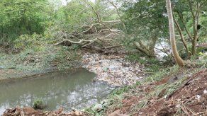 Marea Verde