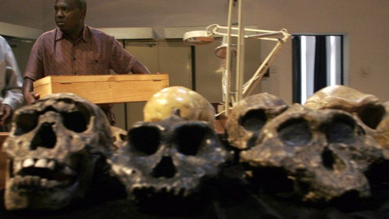 La carne y los instrumentos de piedra afectaron a la masticación en homínidos