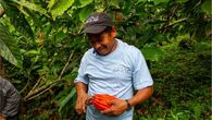 Cacao que protege la naturaleza. Cacao que protege la naturaleza.