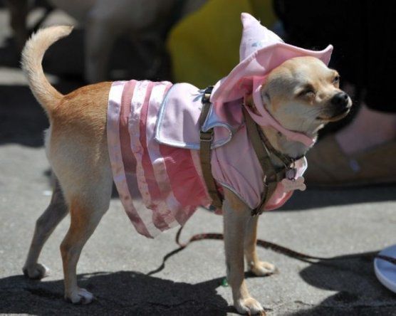 Carrera de Chihuahua en EEUU