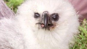 Pollo: Un Águila Harpía guerrera