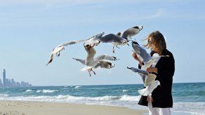 Las gaviotas australianas son portadoras de bacterias que podrían infectar a los humanos