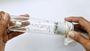 Minsa confirma caso de dengue en niño de 2 años en Colón