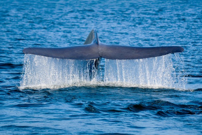 La ballena azul (Balaenoptera musculus) es un mamífero que se alimenta de krill