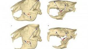 Descubren el cráneo de mamífero prehistórico Gondwanatheria