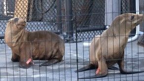 El Niño amenaza a focas y leones marinos en California
