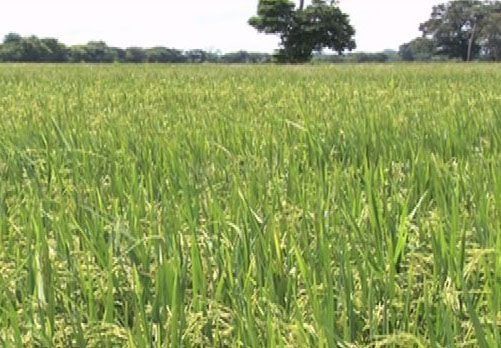 Satélite que registrará producción alimentaria de México
