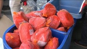 Gobierno entregará jamones o piezas de cerdos gratis a 1.2 millones de panameños en la época navideña Gobierno entregará jamones o piezas de cerdos gratis a 1.2 millones de panameños en la época navideña