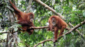 Los primates estaban en Centroamérica hace 21 millones de años