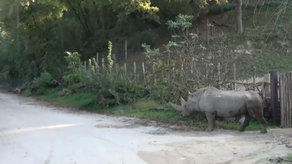 Rinoceronte Toby mientras estaba en el zoológico Parco Natura Viva.