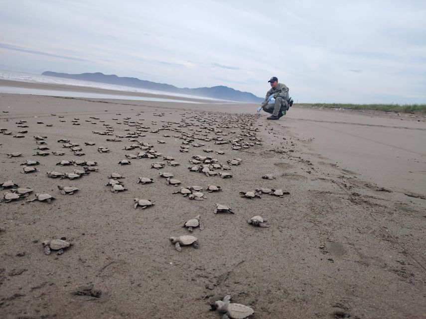 Reubican 24 nidos de tortugas marinas y liberan más de 600 neonatos en Colón