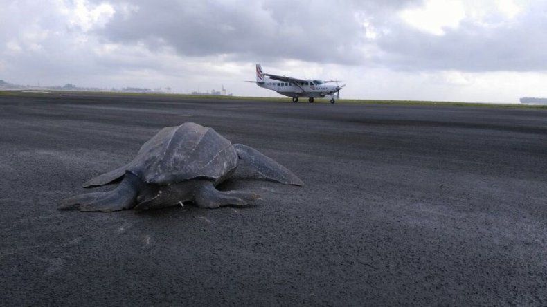 Rescatan una enorme tortuga marina en la pista de un aeropuerto de Costa Rica