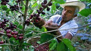 Gobierno colombiano aumenta a 33 dólares subsidio a cultivadores de café