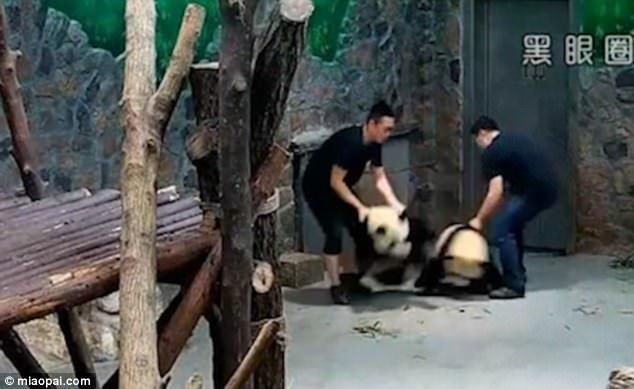 El maltrato a dos pequeños pandas enardece las redes sociales en China